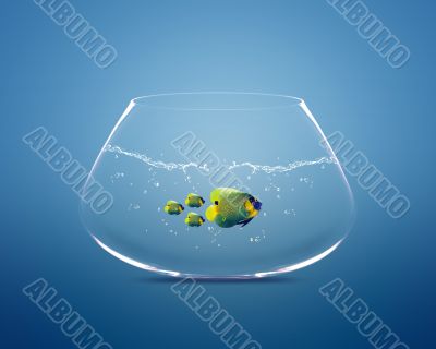big angelfish leading group of angelfish big angelfish leading group of angelfish