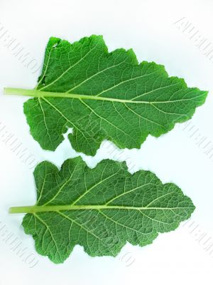 Leaf of a broccoli 