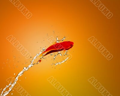 Golden fish jumping out of water