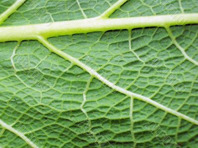 Macro photo of leaf 