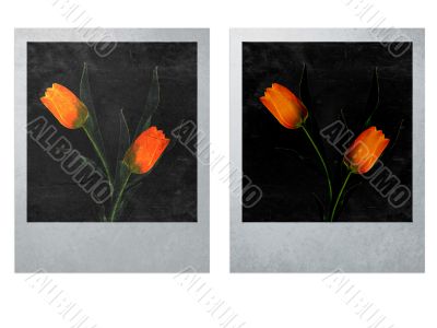 instant photo instant photo