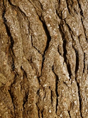 cracked tree trunk
