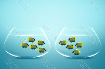 Two groups of angelfish in fishbowls 