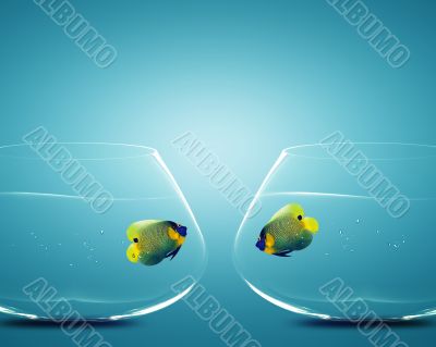 Two Angelfish in Two bowls Two Angelfish in Two bowls
