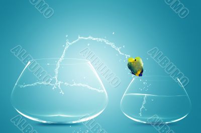 Anglefish jumping to small bowl Anglefish jumping to small bowl
