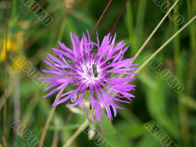 Purple Cornflower