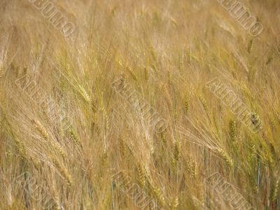 grainfield-3