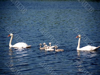 Swan family