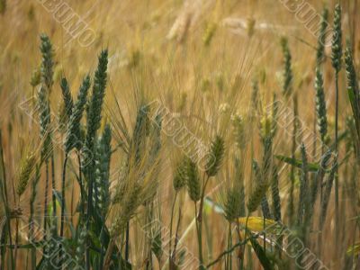 grainfield-1