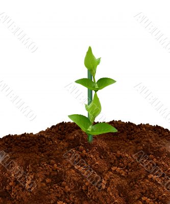 green plant green plant
