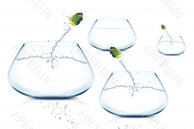 Anglefish jumping to Big bowl Anglefish jumping to Big bowl
