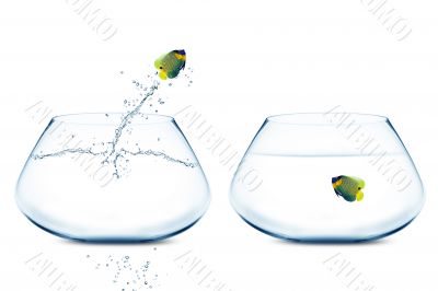 Angelfish jumbing to other bowl Angelfish jumbing to other bowl