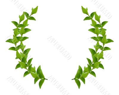 Wreath from Green leaves