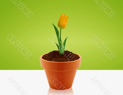 Yellow Tulip