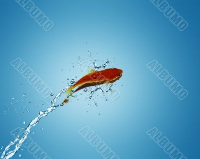 Golden fish jumping out of water