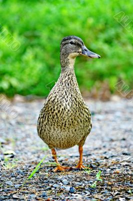 Wild female duck in the summer forest