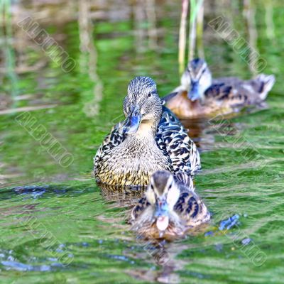 Forest pond and wild ducks