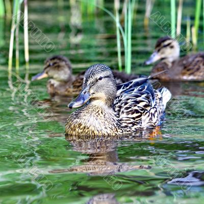 Forest pond and wild ducks