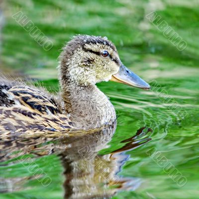 Forest pond and wild duckling