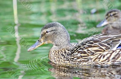 Wild female duck in the summer forest