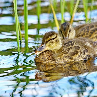 Forest pond and wild duckling