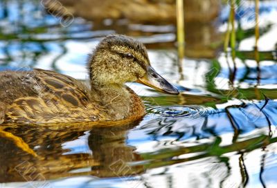 Forest pond and wild ducks