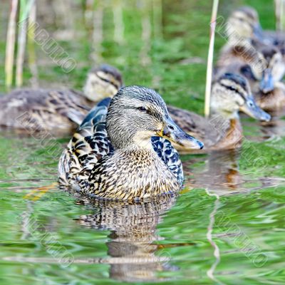 Forest pond and wild ducks