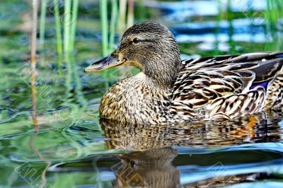 Forest pond and wild female duck