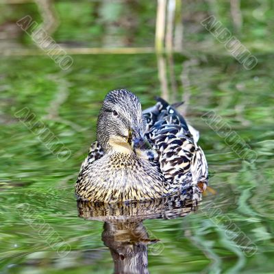 Forest pond and wild female duck