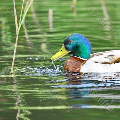 Forest pond and wild male duck