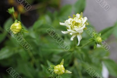 White dahila blooming in the garden summertime