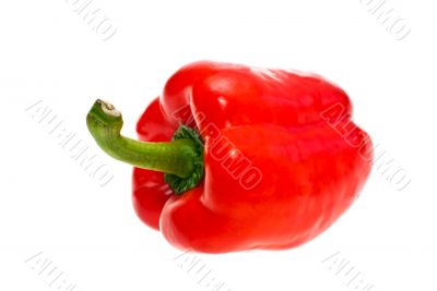 red pepper, white background