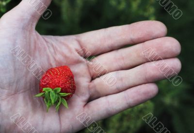 Man`s hand hold a last strawberry in the garden