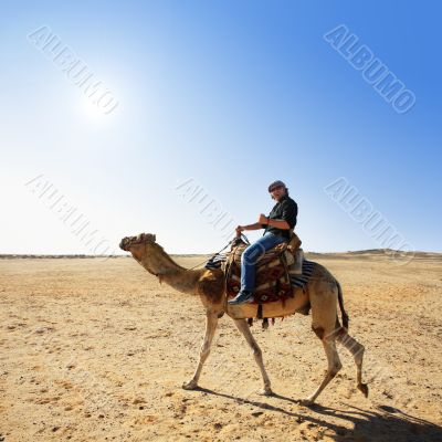 with the camel in the desert