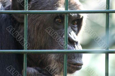 Monkey in captivity