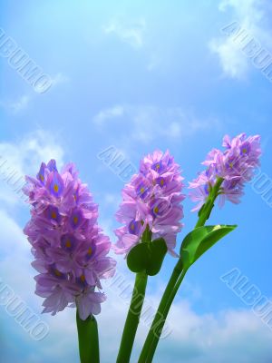 hyacinth on blue sky