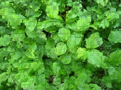 Green bushes of a strawberry in puzzles