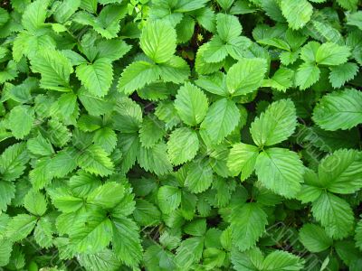 Green bushes of a strawberry