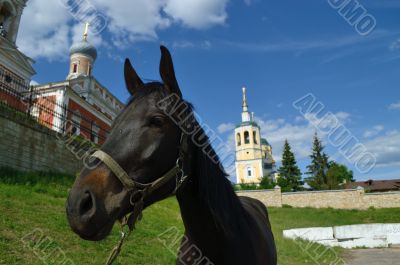 A horse on a background Elias Church A horse on a background Elias Church