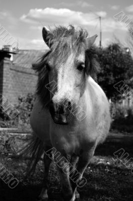 Portrait of a pony Portrait of a pony