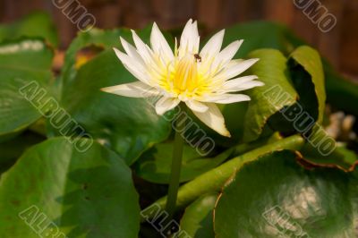 Blooming lotus flower