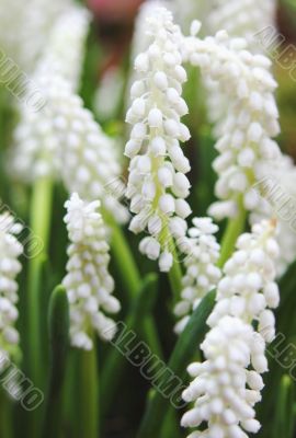 Muscari or Grape Hyacinth