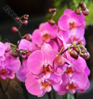 Phalaenopsis Orchid