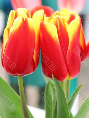 Tulip