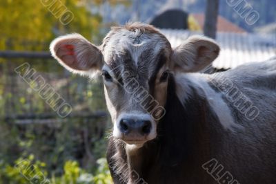 Ð¡urious calf