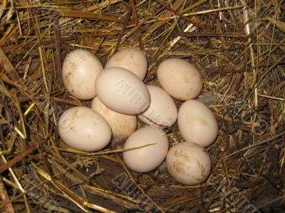 Nest of the hen with eggs