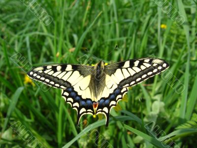 The beautiful butterfly of Papilio machaon