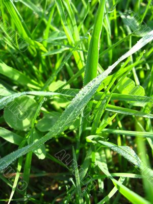 Dewdrop on a blade