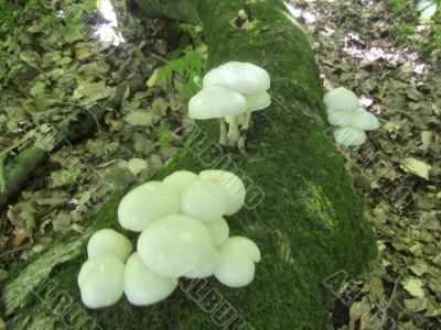 White glitter mushrooms grow up on the tree