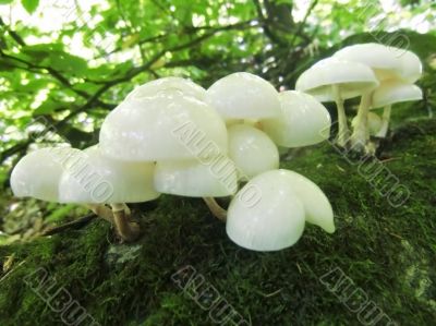 White glitter mushrooms grow up on the tree